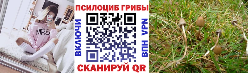 где продают наркотики Циолковский blacksprut как войти Галлюциногенные грибы прущие грибы